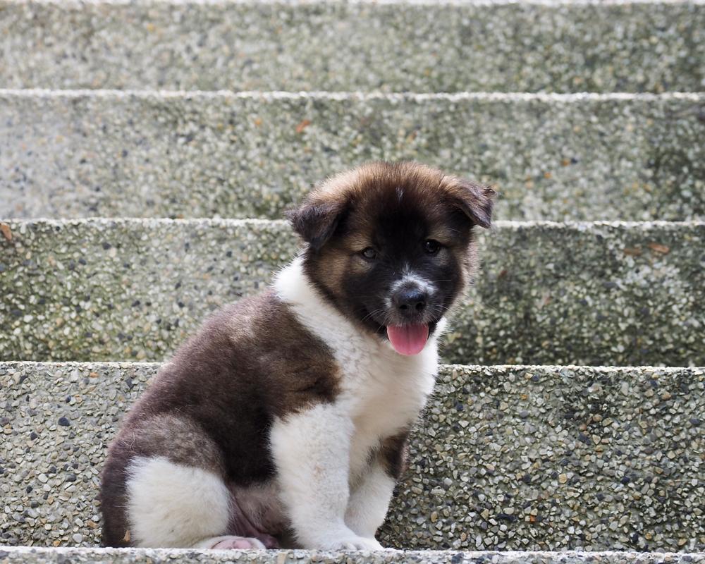 Репродуктивное здоровье тайского бангку