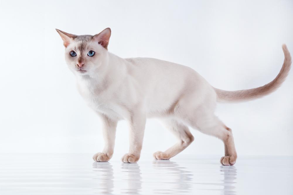 Ключевые факты о тонкинской кошке