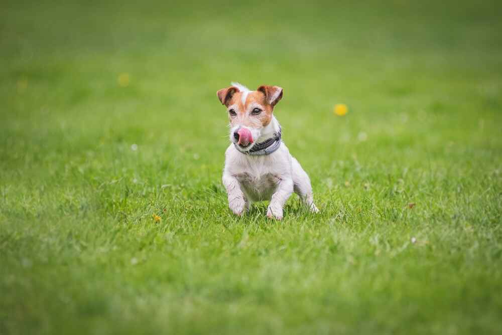 Владельцу важно знать, сколько длится беременность у джек-рассел-терьера