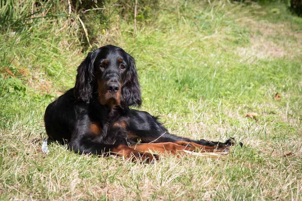 Это щенок сеттер-гордона