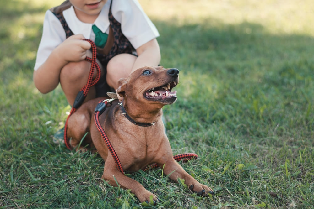 Вес цвергпинчера растет по мере взросления собаки