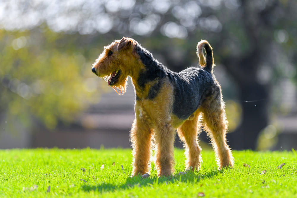 Сколько весит эрдельтерьер в норме?