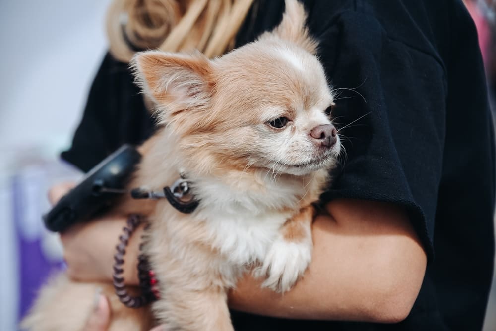 После вязки у чихуахуа может появиться ложная беременность