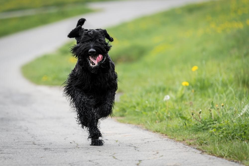 Подборки кличек для крупных собак-мальчиков Подборки кличек для крупных собак-мальчиков