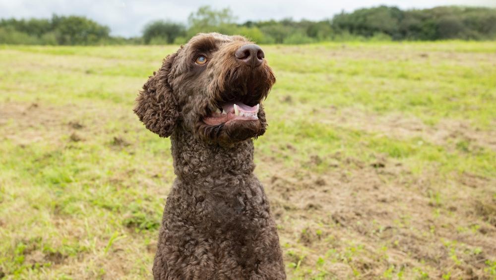 Большой коричневый пудель