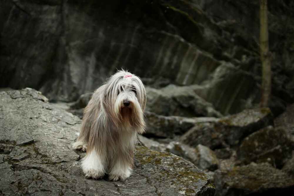 Бородатого колли можно чипировать