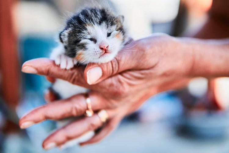 Почему котята рождаются слепыми