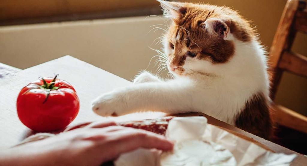 Кормление котят натуральной пищей
