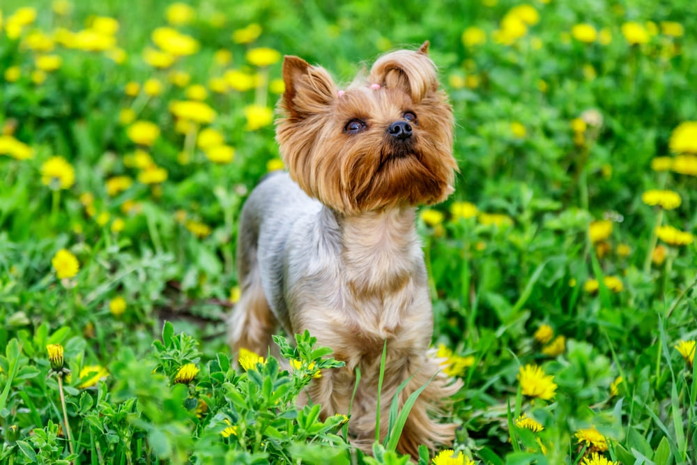Вязка йоркширского терьера проводится на территории кобеля