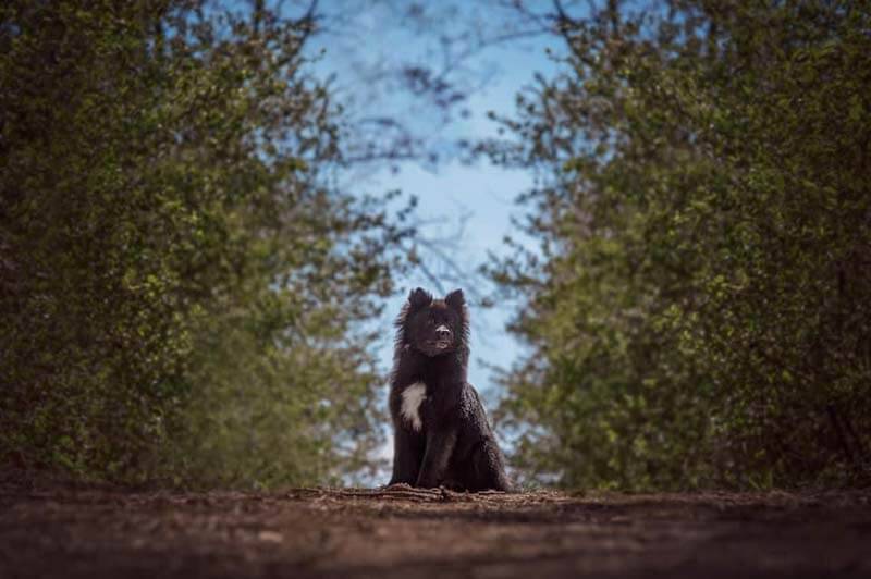 Репродуктивное здоровье ненецкой лайки