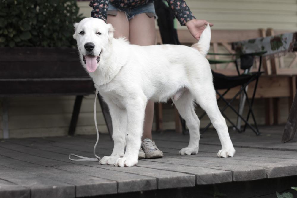 Основные критерии выбора клички для алабая Основные критерии выбора клички для алабая
