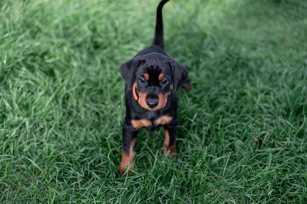 На то, сколько может прожить доберман, влияет ряд факторов