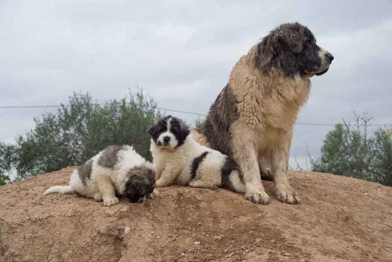 Какой характер у пиренейского мастифа?
