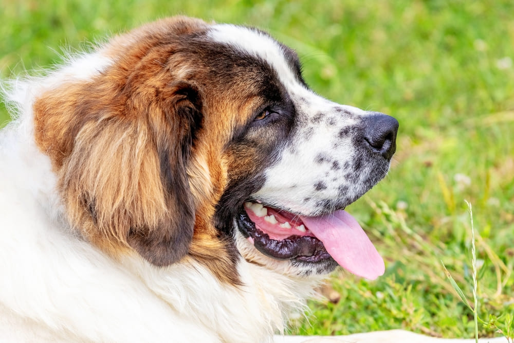 Важно знать, сколько живут московские сторожевые в норме