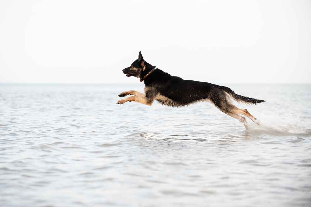 Владельцу важно знать, сколько этапов взросления проживает восточноевропейская овчарка
