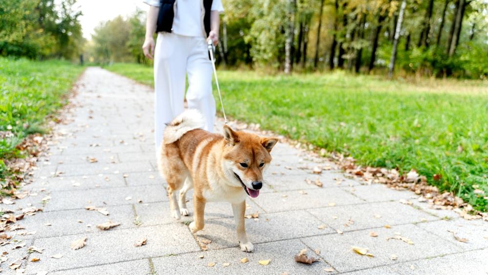 Помощь кинолога в дрессировке сиба-ину Помощь кинолога в дрессировке сиба-ину