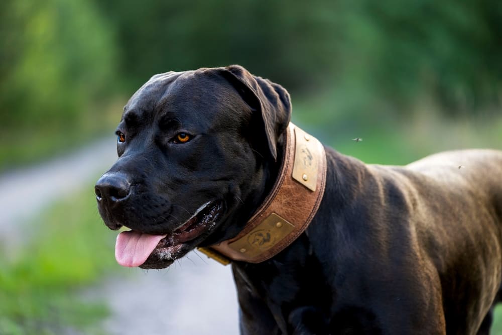 Канарских догов нужно приучать к другим питомцам своевременно