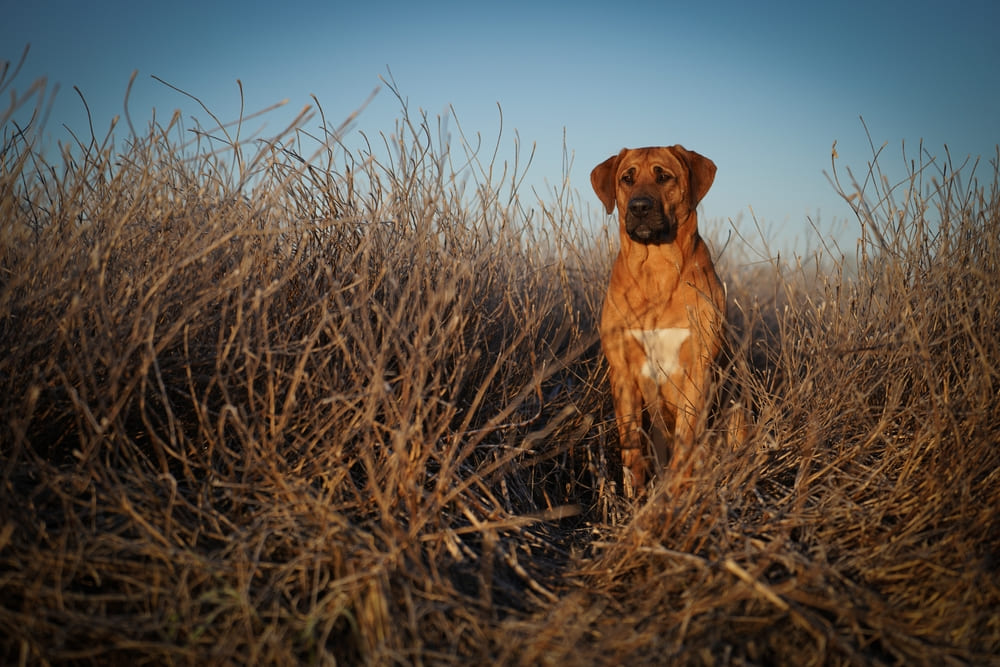 Питание брохольмера должно быть сбалансированным