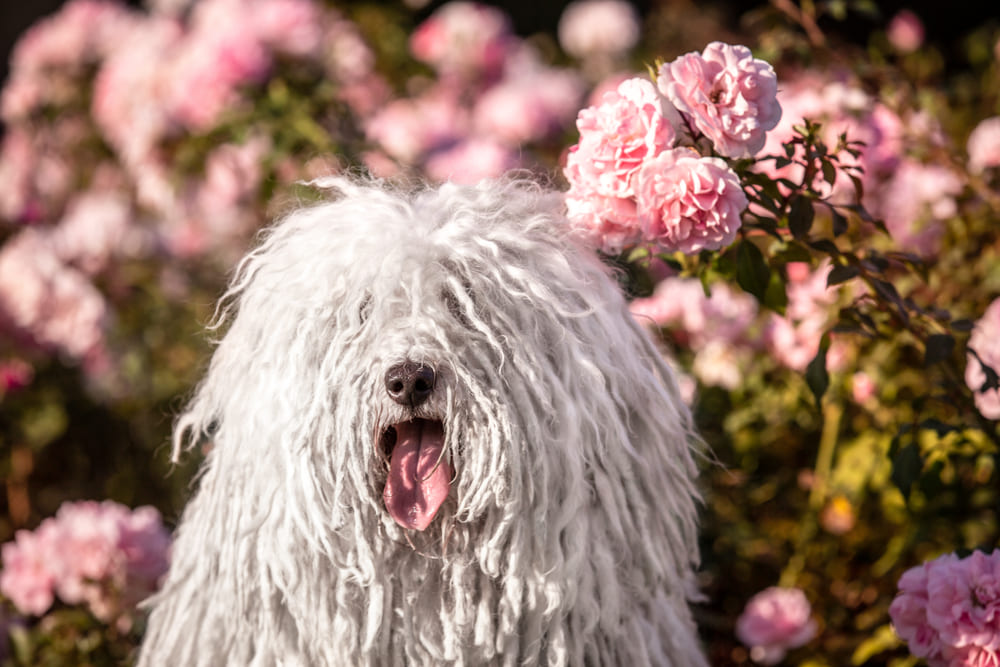 Морда венгерской овчарки пули