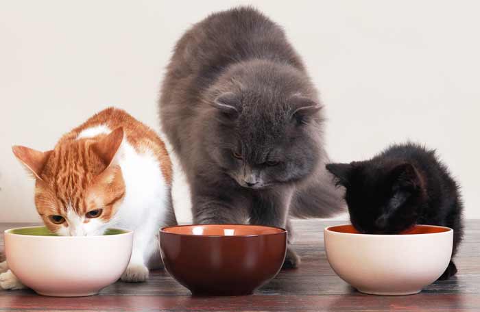 Норма потребления сухого корма для кошек thumbnail