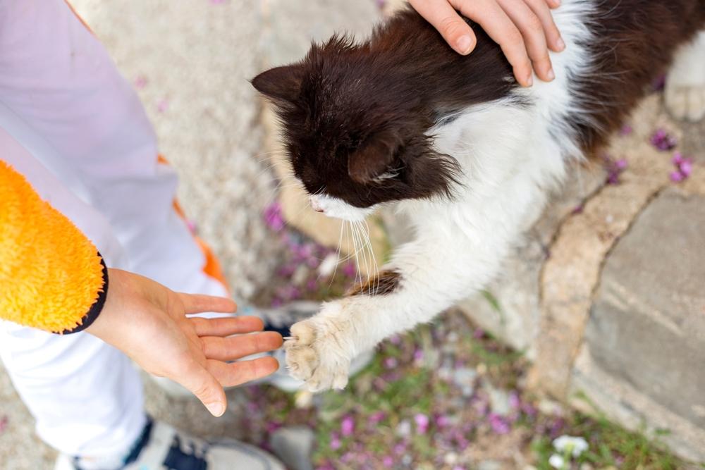 Ошибки при обучении кошки команде «Дай лапу»