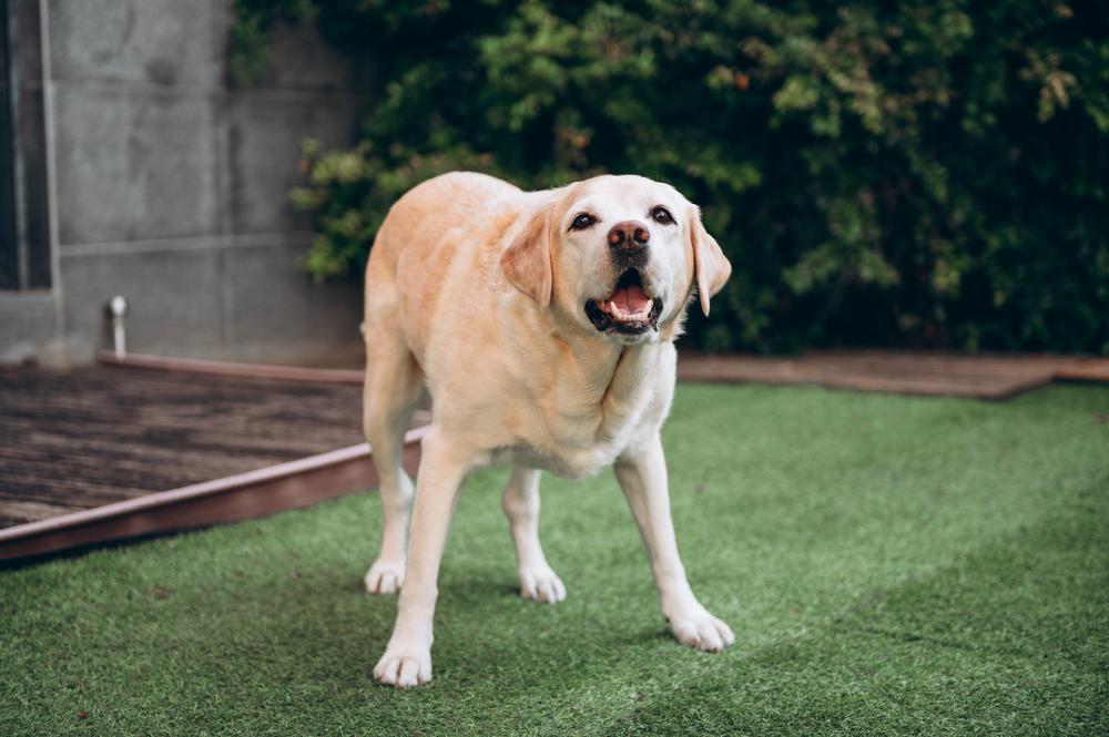 Чистка глаз и ушей лабрадора Чистка глаз и ушей лабрадора