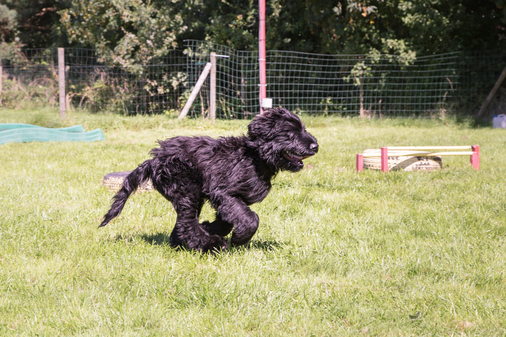 Фландрийский бувье может обучаться под руководством кинолога