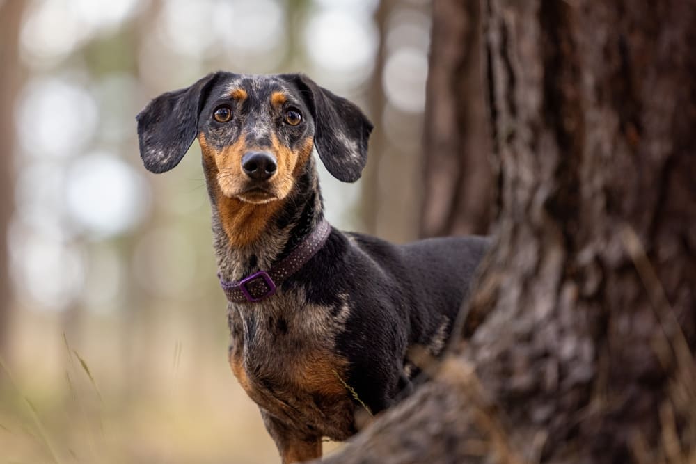Надо контролировать, сколько весит взрослеющая такса