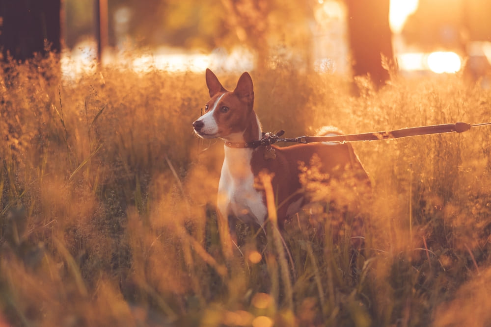 Для басенджи важны обработки от паразитов