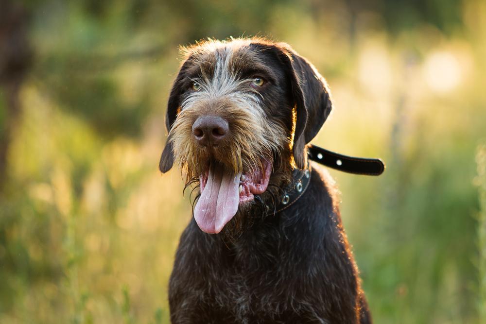 уход за шерстью дратхаара