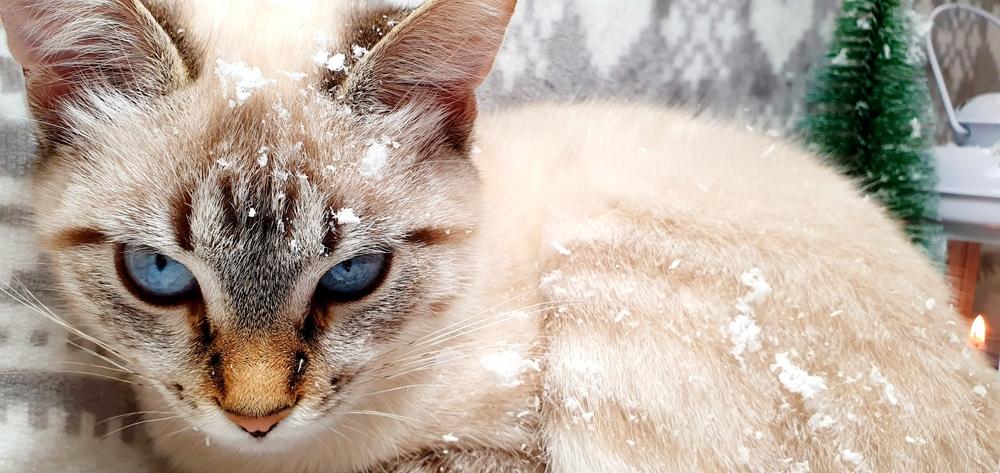 Здоровье охос азулес