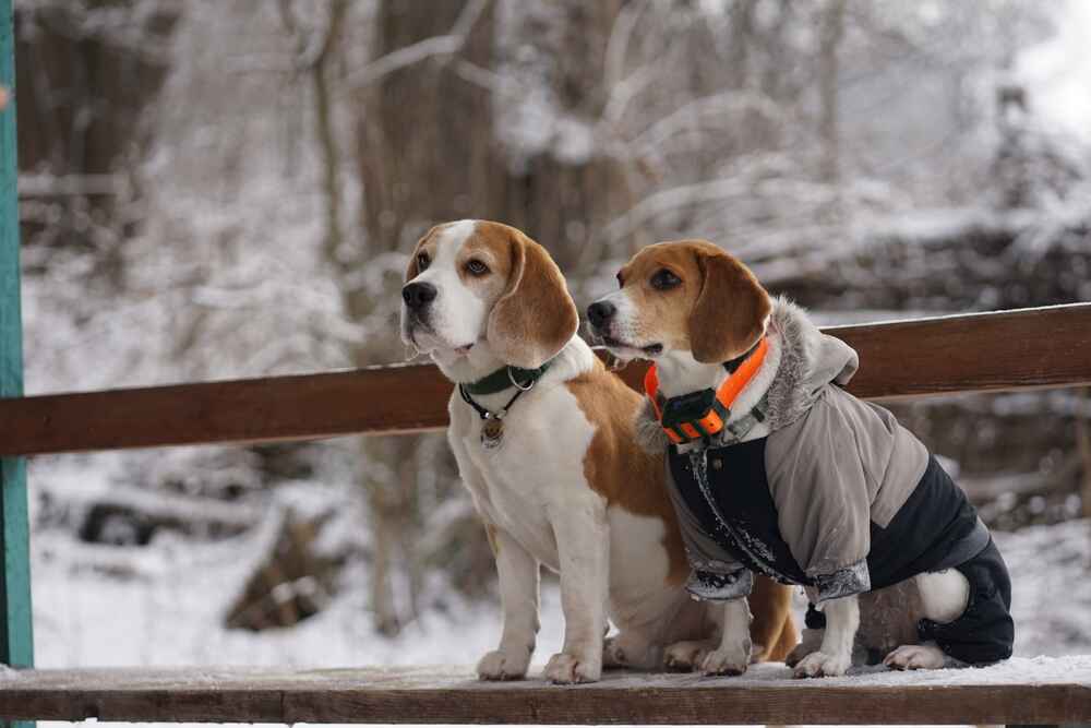 Бигля сравнивают с гончими из Эстонии