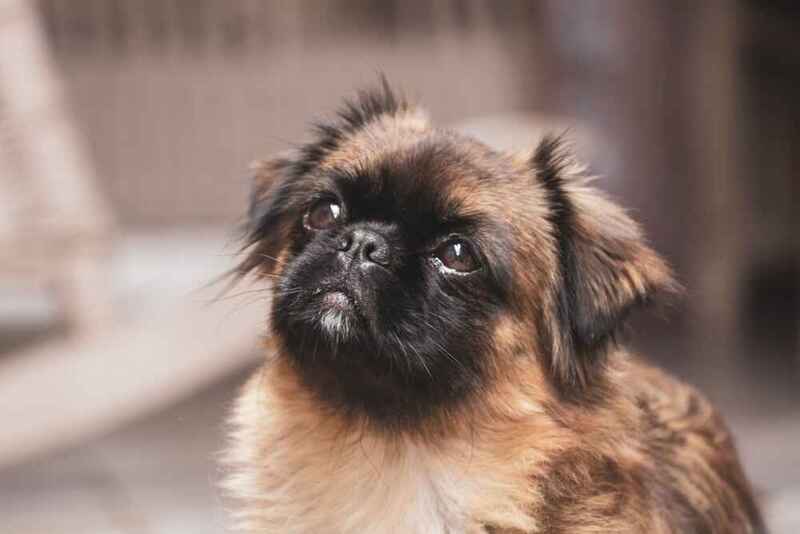 Вес пекинеса может быть ниже нормы