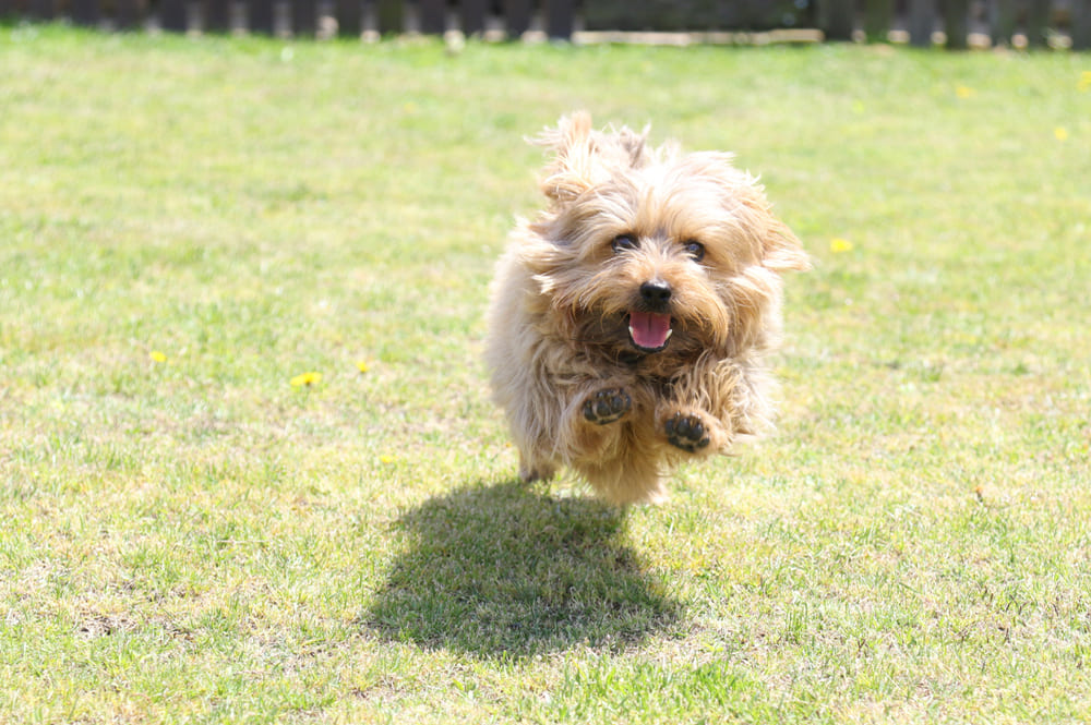 Норфолк-терьер нуждается в гигиене