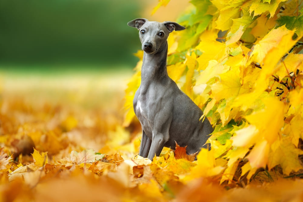 Важно контролировать, сколько весят левретки