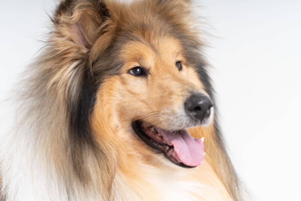 Шотландская овчарка нуждается в обучении