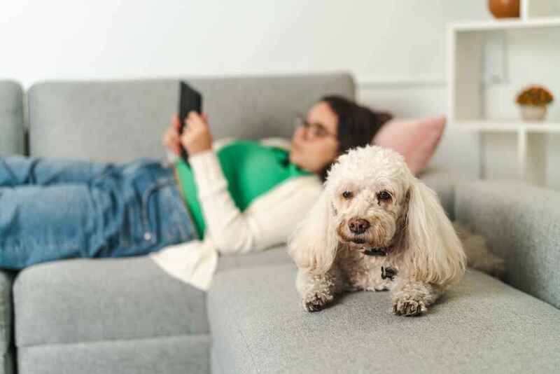 Какие затраты нужны на содержание пуделя?