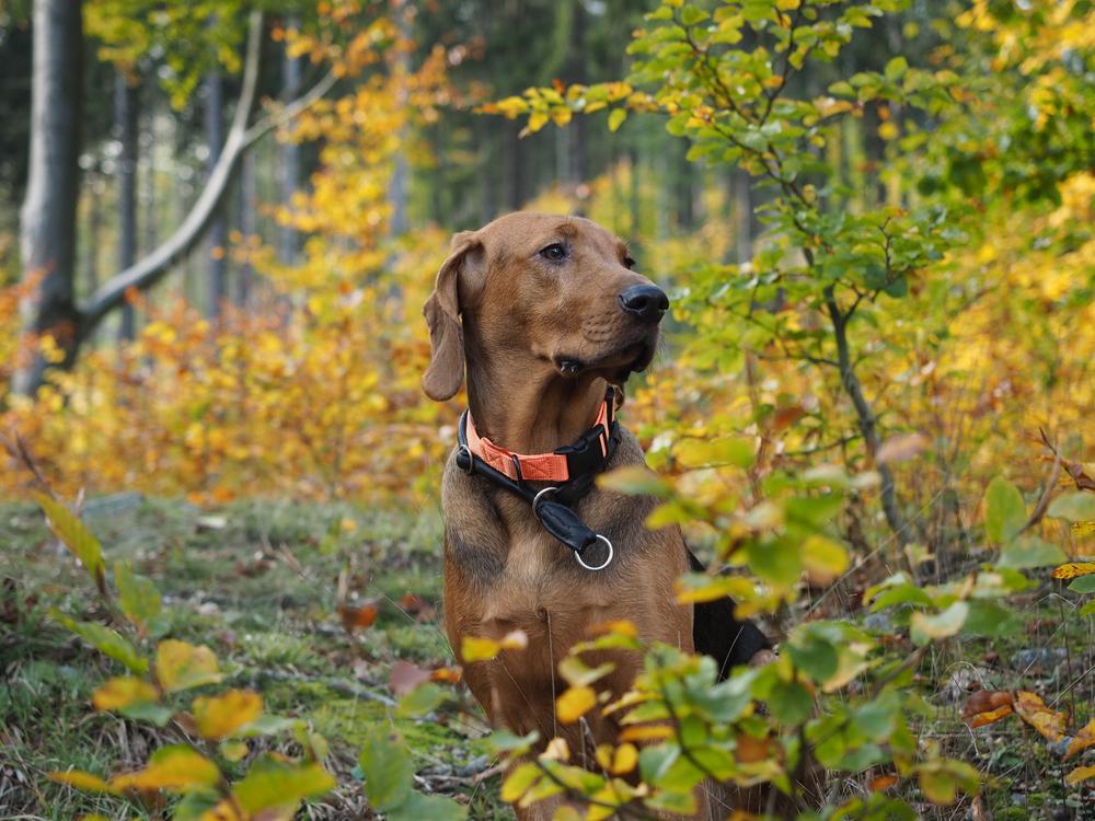 Возможные заболевания польского огара