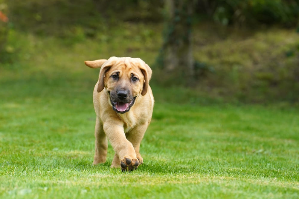 Это щенок брохольмера