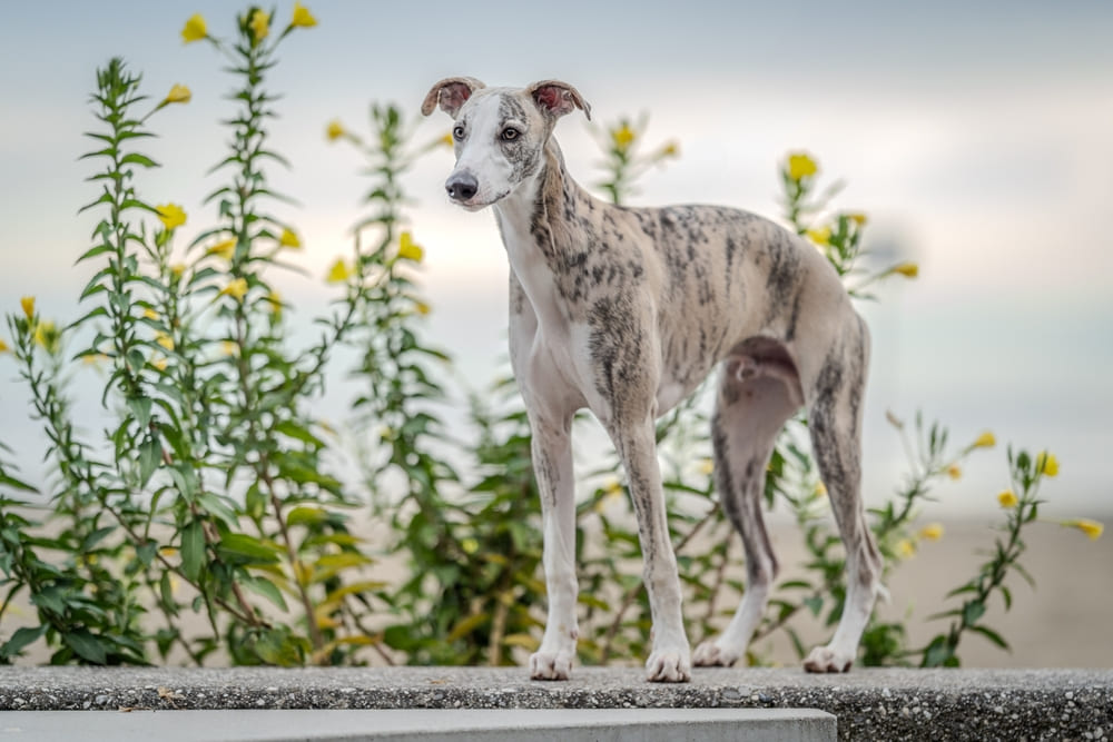 Гормоны влияют на то, сколько проживет уиппет