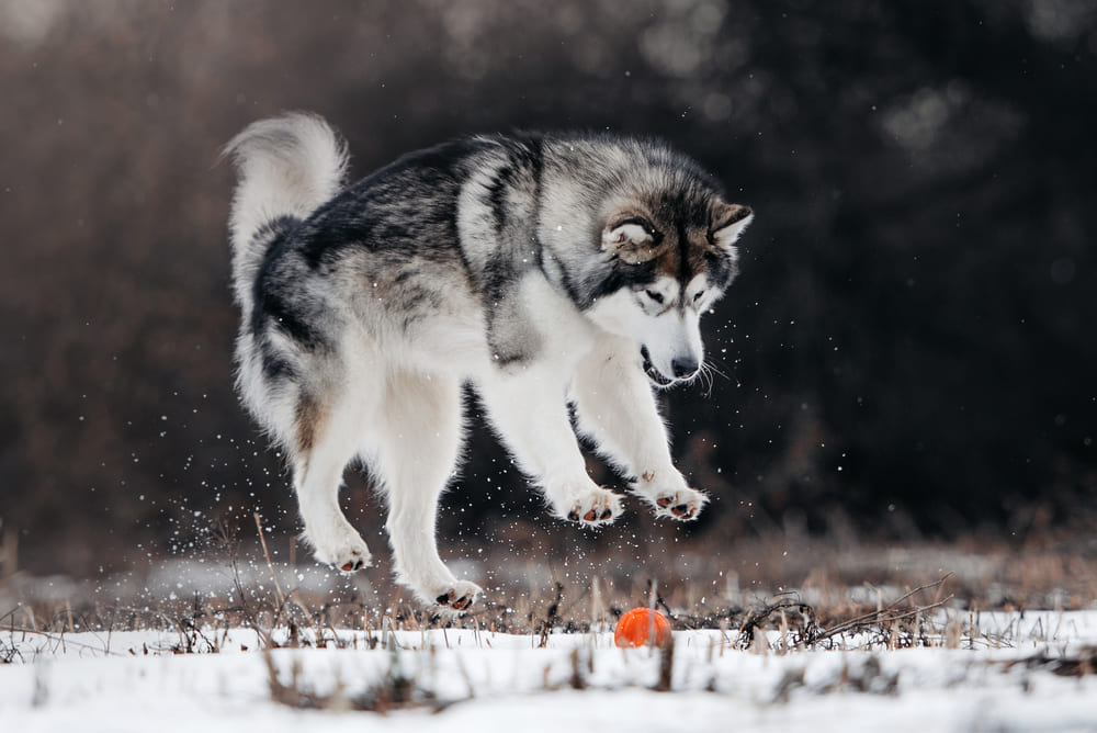 Питание аляскинского маламута должно быть сбалансированным
