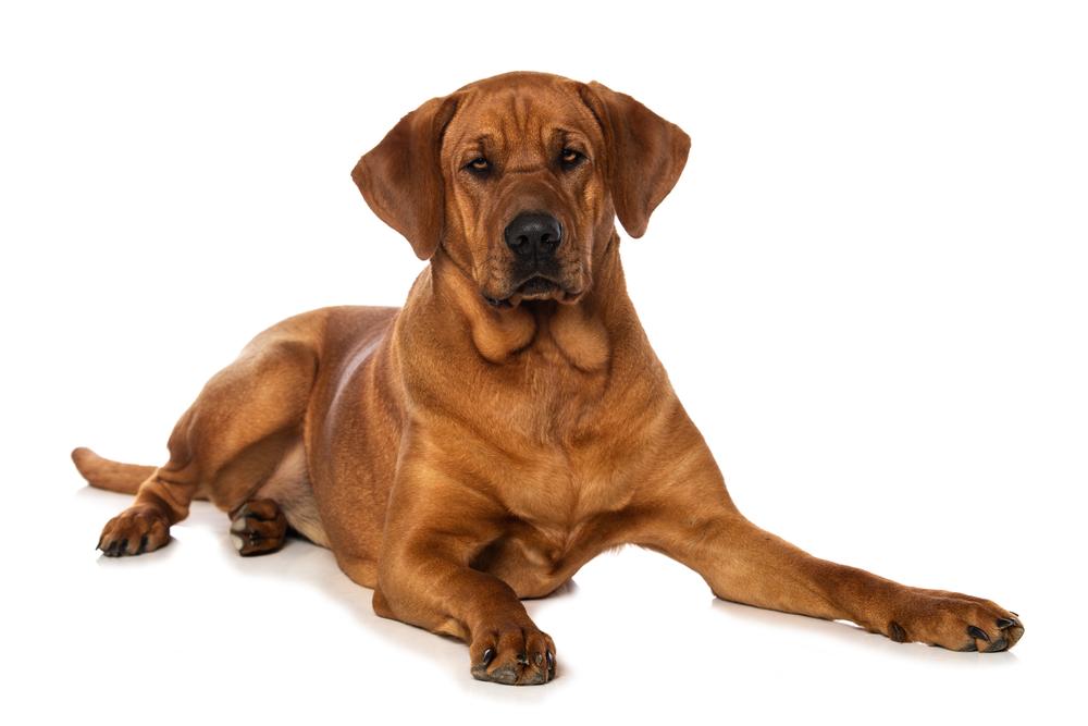 Внешность датского брохольмера