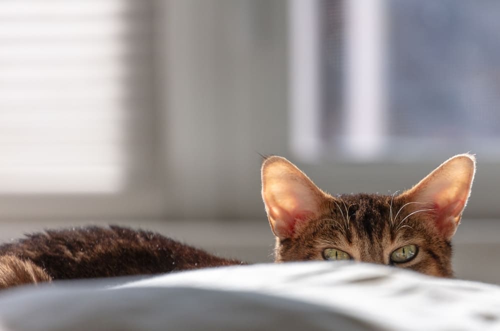 То, сколько прожила абиссинская кошка, можно сравнить с человеческим возрастом