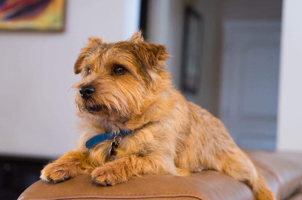 Норфолк-терьер имеет предрасположенность к некоторым болезням