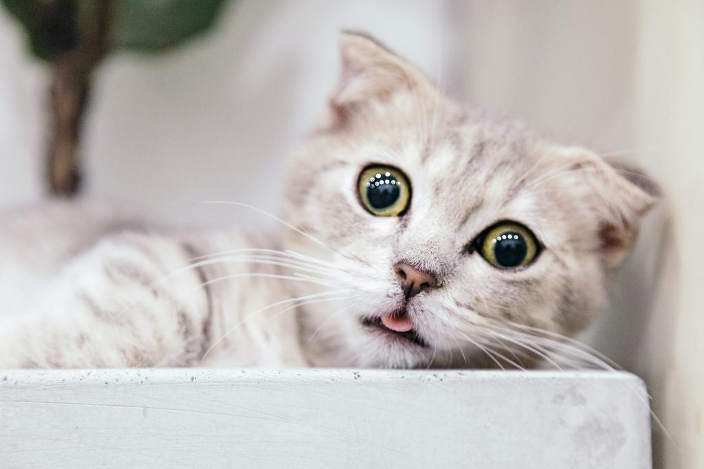 Гигиена полости рта котенка во время смены зубов