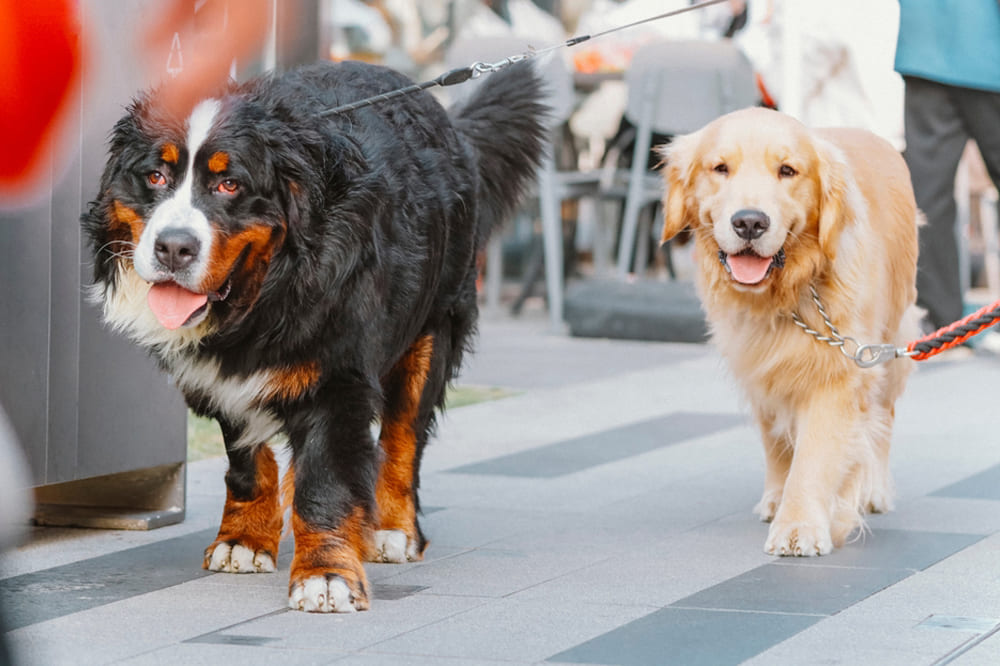 Глаза бернского зенненхунда нужно очищать