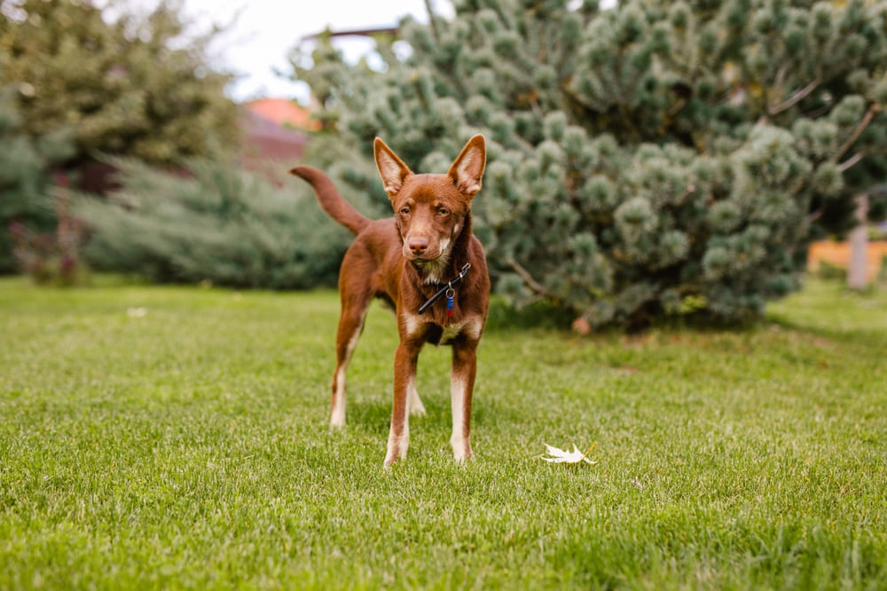 Приобретать австралийского келпи лучше у проверенного заводчика