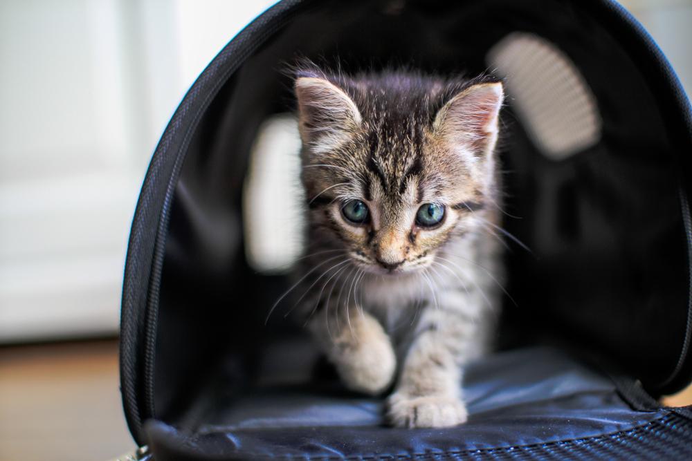 Адаптация котенка в новой семье Адаптация котенка в новой семье