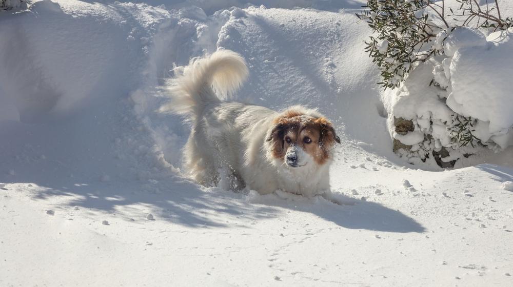 Воспитание и дрессировка греческой овчарки
