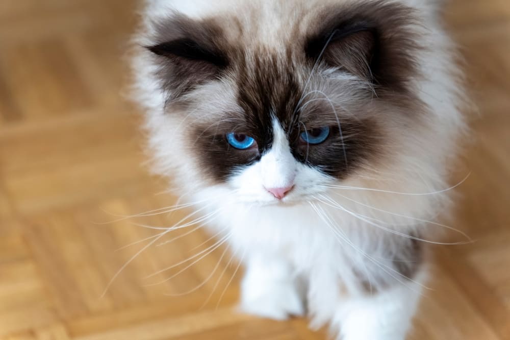 Вес рэгдолла может быть чрезмерным